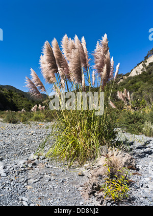 Dh Toetoe AUSTRODERIA NZ Neuseeland Toi Toi gras Büschel Stockfoto