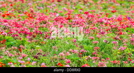 Blumenbeet Panorama. Panoramablick auf einen Sommer Blumenbeet voll von roten und rosa Blüten und grünen Rasen. Stockfoto