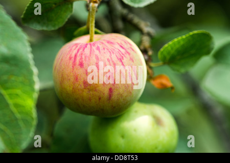Nur ein Apfel. Closeup Blick auf eine Reife rote Apfel unter den grünen Blättern und anderen Äpfel auf einem Apfelbaum. Stockfoto