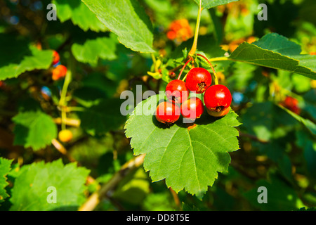 Weißdornbeeren. Detailansicht des Reifens Weißdornbeeren zwischen grünen Blättern. Stockfoto