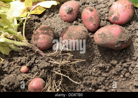 Kartoffeln gegraben direkt aus dem Boden, rote Kartoffeln, Sandboden, Zuteilung, Garten, Norfolk UK Stockfoto