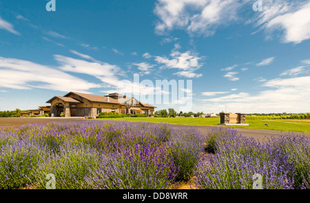 USA, Washington, Walla Walla. Lavendel blüht in der Nähe von Northstar Winery, Weltklasse-Merlot in Walla Walla erstellt. Stockfoto