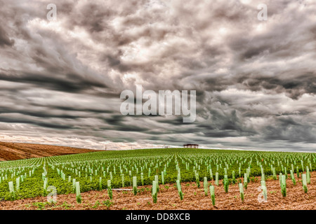 USA, Washington, Walla Walla. Sturm Wolken über Südwind, ein neues Weingut im Besitz und verwaltet das Cadaretta Weingut. Stockfoto