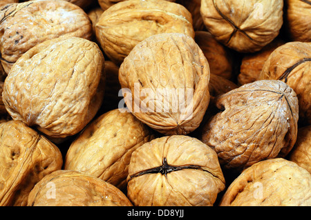Walnüsse in der Schale. Stockfoto