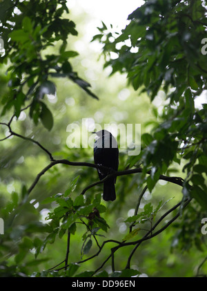 Dh Tui VÖGEL NEUSEELAND Prosthemadera novaeseelandiae Ast einheimische Vogel- und Pflanzenwelt Stockfoto