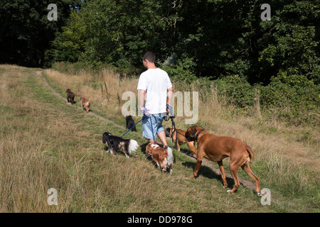 Professionellen Dogwalker mit sieben verschiedenen Hunden auf Hampstead Heath, London, UK. Stockfoto