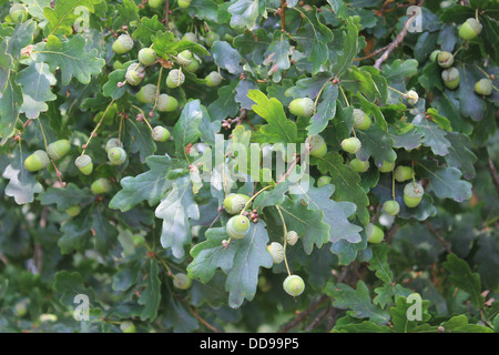 Eichenlaub und Eicheln der Stieleiche (pedunculate Eiche, Quercus Robur) Stockfoto