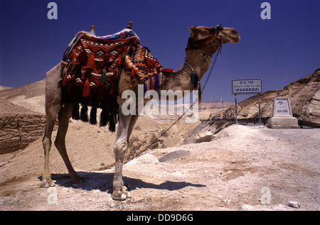 Ein Kamel der Beduinen mit einem bunten Stoff, bestickten Sattel steht auf einem am Straßenrand auf dem Weg von Jerusalem zum Toten Meer in der Judäischen Wüste Juda und Israel Stockfoto