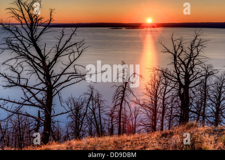 Sonnenuntergang am Yellowstone Lake. Verbrannte Bäume. Yellowstone-Nationalpark, Wyoming, USA. Stockfoto