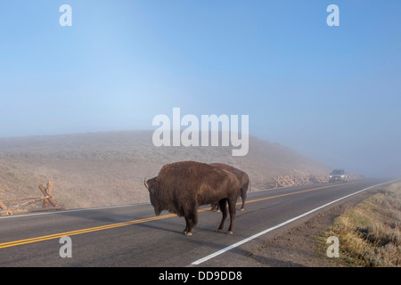 Bison unterwegs. Yellowstone-Nationalpark, Wyoming. Stockfoto