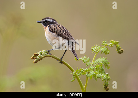 Männliche Braunkehlchen, Saxicola Rubetra, Stockfoto