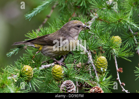 Weibliche gemeinsame Kreuzschnabel Loxia Curvirostra auf japanische Lärche Larix kaempferi Stockfoto