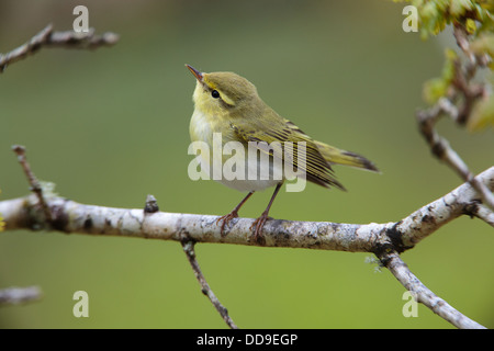 Wood Warbler, Phylloscopus Sibilatrix in Eiche Wald Lebensraum Stockfoto