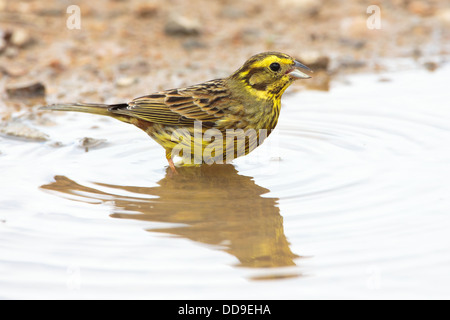 Goldammer, Emberiza Citrinella, trinken aus Pfütze Stockfoto