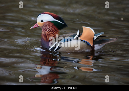 Drake Mandarinente Aix galericulata Stockfoto