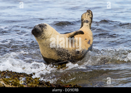 Seehunde, Phoca Vitulina, geschleppt, am felsigen Ufer Stockfoto