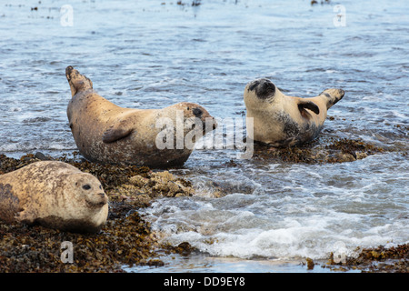 Seehunde, Phoca Vitulina, geschleppt, auf Felsen Stockfoto