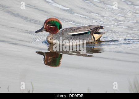 Drake eurasischen Teal, Anas Vogelarten Stockfoto