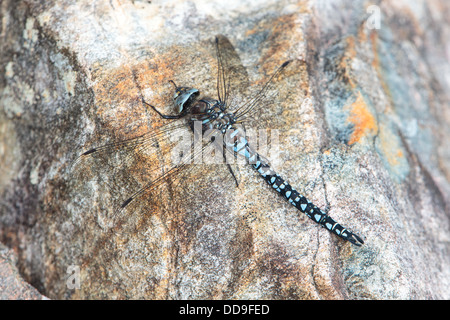 Männliche Azure Hawker Libelle, Aeshna Caerulea, sonnen sich auf Felsen Stockfoto
