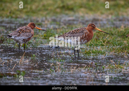 Uferschnepfe, Limosa Limosa, Stockfoto