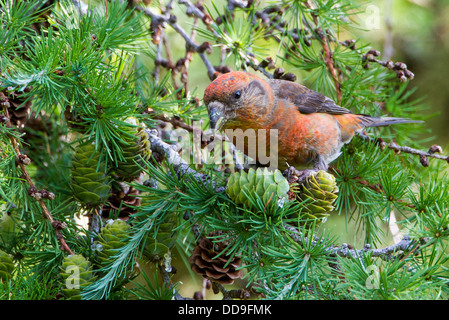 Gemeinsamen Kreuzschnabel Loxia Curvirostra Fütterung auf japanische Lärche Larix Kaempferi Kegel Kegel Nadelbaum Samen männlich Stockfoto