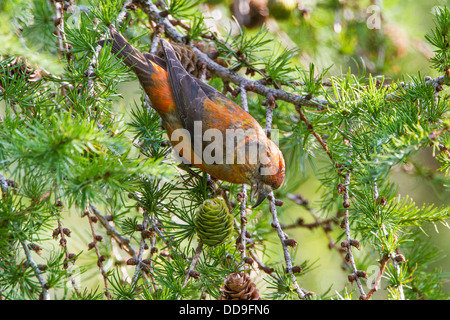 Gemeinsamen Kreuzschnabel Loxia Curvirostra Fütterung auf japanische Lärche Larix Kaempferi Kegel Kegel Nadelbaum Samen männlich Stockfoto