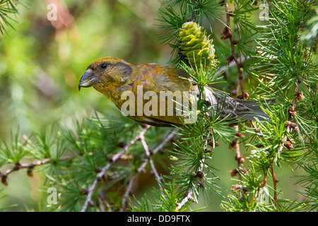 Gemeinsamen Kreuzschnabel Loxia Curvirostra Fütterung auf japanische Lärche Larix Kaempferi Kegel Kegel Nadelbaum Samen männlich Stockfoto