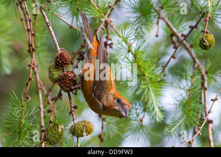 Gemeinsamen Kreuzschnabel Loxia Curvirostra Fütterung auf japanische Lärche Larix Kaempferi Kegel Kegel Nadelbaum Samen männlich Stockfoto