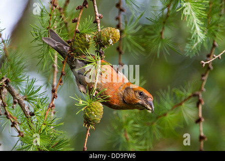 Gemeinsamen Kreuzschnabel Loxia Curvirostra Fütterung auf japanische Lärche Larix Kaempferi Kegel Kegel Nadelbaum Samen männlich Stockfoto