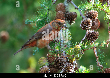 Gemeinsamen Kreuzschnabel Loxia Curvirostra Fütterung auf japanische Lärche Larix Kaempferi Kegel Kegel Nadelbaum Samen männlich Stockfoto