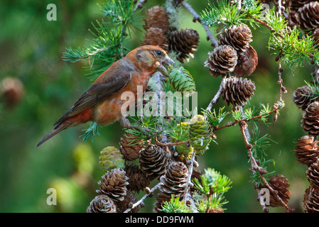 Gemeinsamen Kreuzschnabel Loxia Curvirostra Fütterung auf japanische Lärche Larix Kaempferi Kegel Kegel Nadelbaum Samen männlich Stockfoto