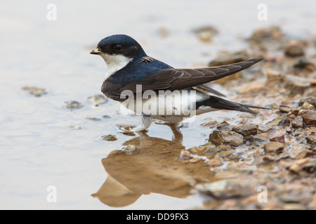 Mehlschwalbe Parasit Crathaerina Herundis am Hals Delichon urbica Stockfoto