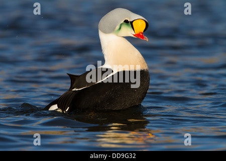 Drake König Eider, Somateria spectabilis Stockfoto