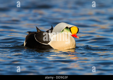 Drake König Eider, Somateria spectabilis Stockfoto