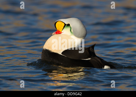 Drake König Eider, Somateria spectabilis Stockfoto