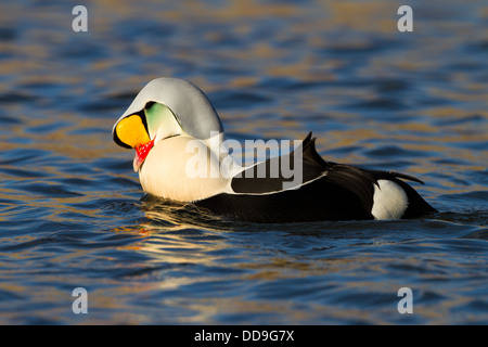 Drake König Eider, Somateria spectabilis Stockfoto