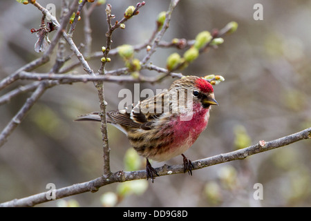 Männliche Lesser, Redpoll Zuchtjahr Kabarett Stockfoto