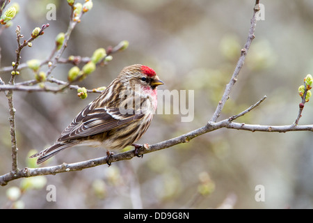 Männliche weniger Redpoll, Zuchtjahr Kabarett Stockfoto