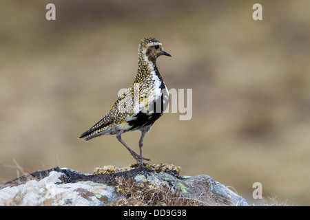 Europäische Goldregenpfeifer Pluvialis Apricaria, im Hochland Bruthabitat Stockfoto