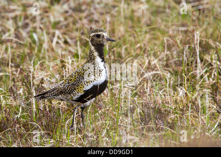 Europäische Goldregenpfeifer Pluvialis Apricaria in Moorland Lebensraum Stockfoto