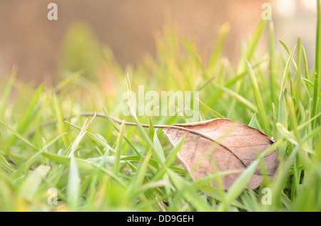 Blatt aus Naturrasen Recht Stockfoto