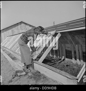 Ein junger Landwirtschaftsassistent bereitet im Jerome Relocation Center in Denson, Arkansas, heiße Betten vor, wahrscheinlich für landwirtschaftliche Zwecke. Stockfoto
