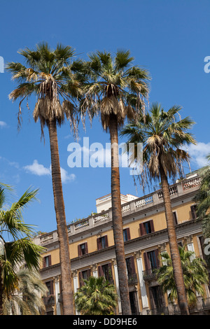 Palmen im Placa Reial aus La Rambla Barcelona Stockfoto