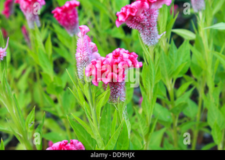 Hahnenkamm-Blume oder chinesischen Wolle Blume Pflanze in einem park Stockfoto