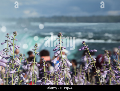 Hosta Blumen auf Niagarafälle Hintergrund Stockfoto