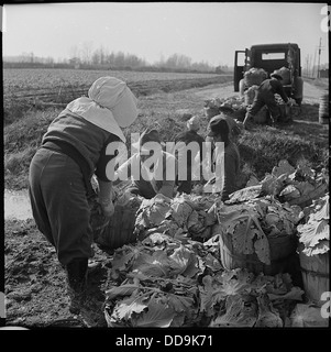 Im Jerome Relocation Center in Dermott, Arkansas, laden Arbeiter geernteten Kohl, ein Spiegelbild der landwirtschaftlichen Bemühungen während der Internierung japanischer Amerikaner während des Zweiten Weltkriegs. Stockfoto