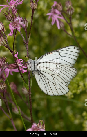 Schwarz-veined weiß, Baumweißling, Baum-Weißling, Baumweissling, Blütenbesuch, Aporia crataegi Stockfoto