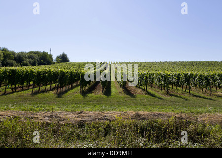 Ein Weinberg in der Nähe von Obernai im Elsass, Frankreich Stockfoto