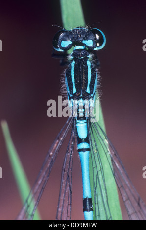 Hufeisen-azurjungfer, männlich, Hufeisen- azurjungfer, hufeisenazurjungfer, azurjungfer Coenagrion puella, Männchen, Stockfoto