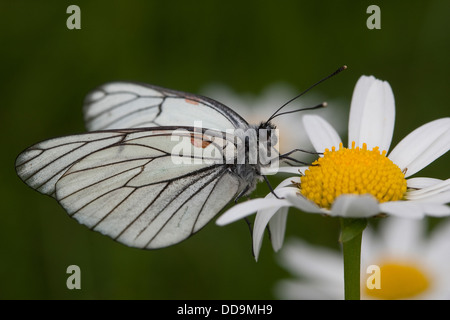 Schwarz-veined weiß, Baumweißling, Baum-Weißling, Baumweissling, Blütenbesuch, Aporia crataegi Stockfoto